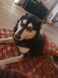Lost Male Dog last seen W 62nd and federal, Berkley, CO 80221