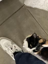 Found/Stray Unknown Cat last seen Pierce and Magnolia, Riverside, CA 92505