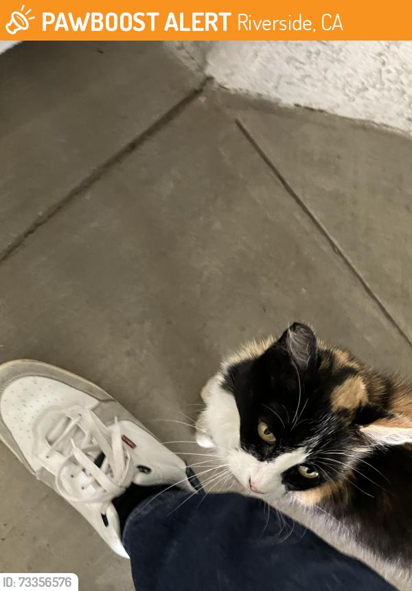 Found/Stray Unknown Cat last seen Pierce and Magnolia, Riverside, CA 92505