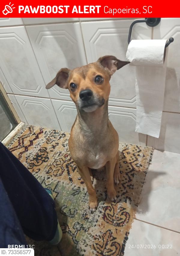 Lost Male Dog last seen Rua jornalista lidefonso Juvenal 20, Capoeiras, SC 