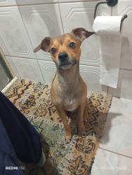 Lost Male Dog last seen Rua jornalista lidefonso Juvenal 20, Capoeiras, SC 