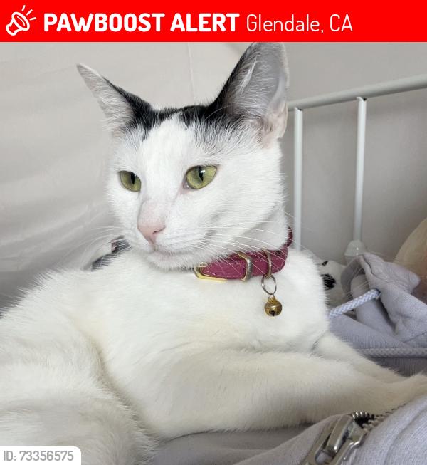 Lost Female Cat last seen Milford mini park, Glendale, CA 91203