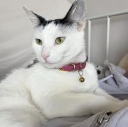 Lost Female Cat last seen Milford mini park, Glendale, CA 91203