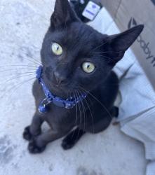 Reunited Male Cat last seen Neighborhood/ greenhurst street, Bellflower, CA 90706