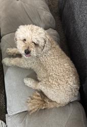 Reunited Male Dog last seen Shelton and baker, Santa Ana, CA 92701