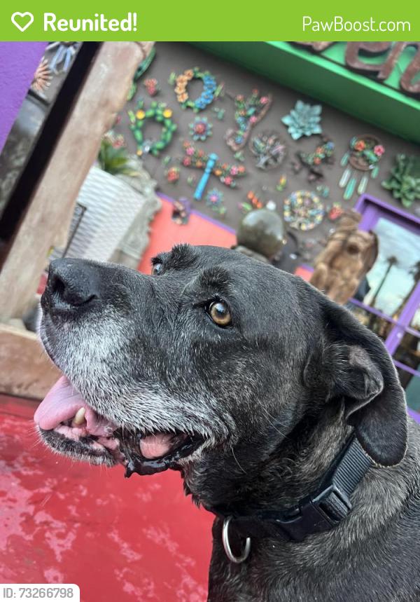 Reunited Female Dog last seen miracle mile/oracle, Tucson, AZ 85705