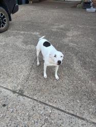 Found/Stray Female Dog last seen Grand blvd park, Nichols Hills, OK 73120