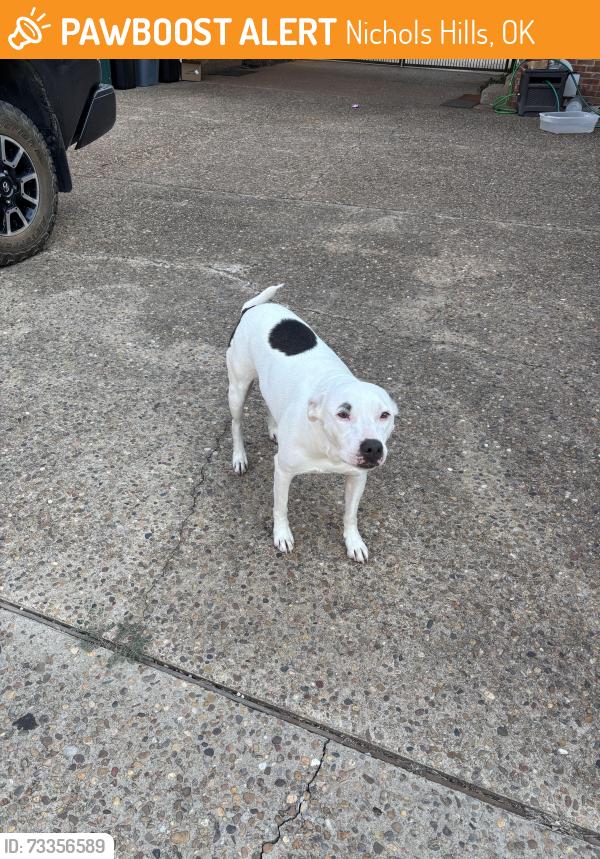 Found/Stray Female Dog last seen Grand blvd park, Nichols Hills, OK 73120
