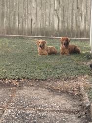 Found/Stray Female Dog last seen HCA Clear Lake, Webster, TX 77598