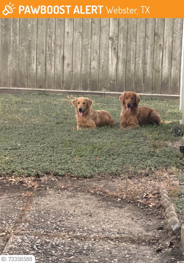 Found/Stray Female Dog last seen HCA Clear Lake, Webster, TX 77598