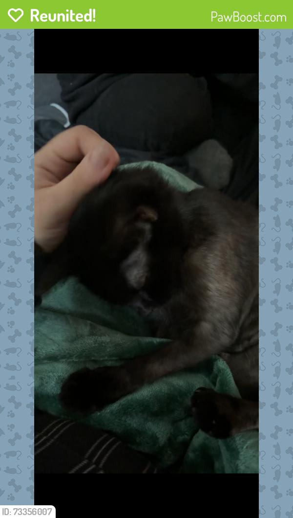 Reunited Female Cat last seen Commons at timber Creek, Portland, OR 97229
