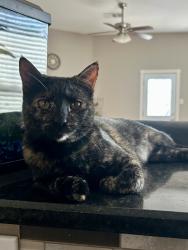 Reunited Female Cat last seen Angel Parkway and Lake Travis Dr, Allen, TX 75002