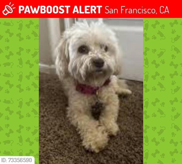 Lost Male Dog last seen Treasure Island, San Francisco, CA 94102
