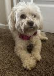 Lost Male Dog last seen Treasure Island, San Francisco, CA 94102