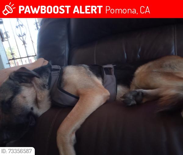 Lost Male Dog last seen Near fwy /mission blvd, Pomona, CA 91766