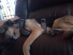 Lost Male Dog last seen Near fwy /mission blvd, Pomona, CA 91766