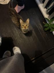 Found/Stray Female Cat last seen Broadway & 18th around Toad Hall, Rockford, IL 61104