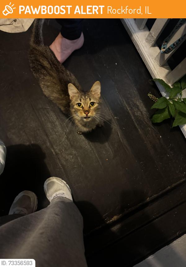 Found/Stray Female Cat last seen Broadway & 18th around Toad Hall, Rockford, IL 61104