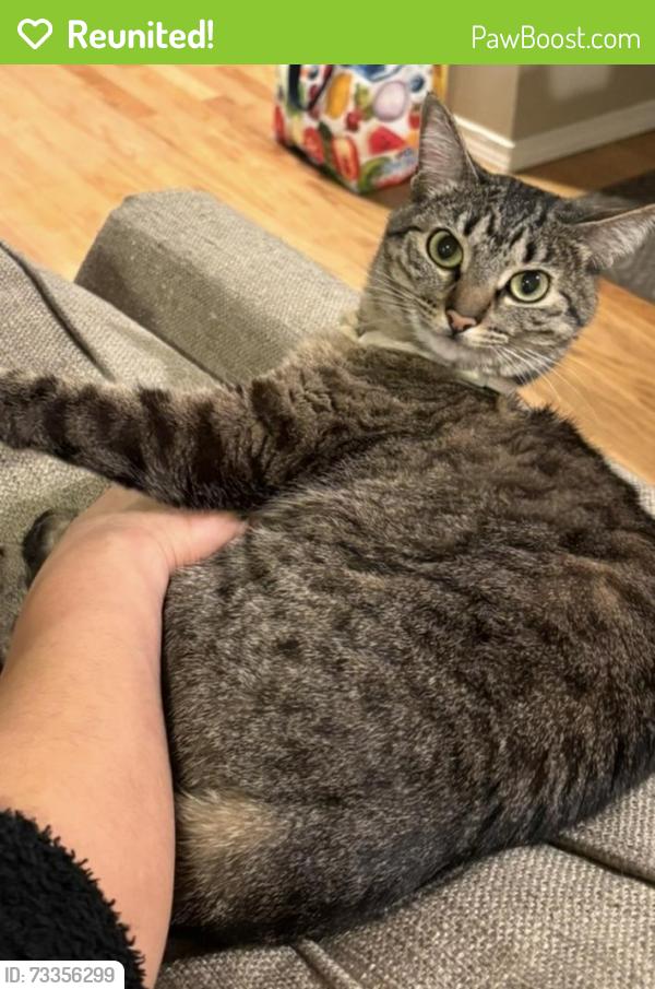 Reunited Female Cat last seen 146th Ave SE, Bellevue, WA 98006