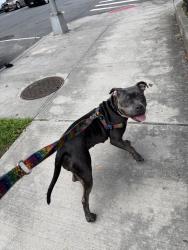 Shelter Stray Female Dog last seen Near Beaumont Avenue, BRONX, NY, 10458, 326 E 110th St, New York, NY 10029, USA