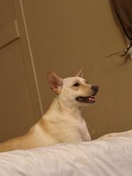 Lost Male Dog last seen Abbottford way and chettenham dr, Rancho Cordova, CA 95670