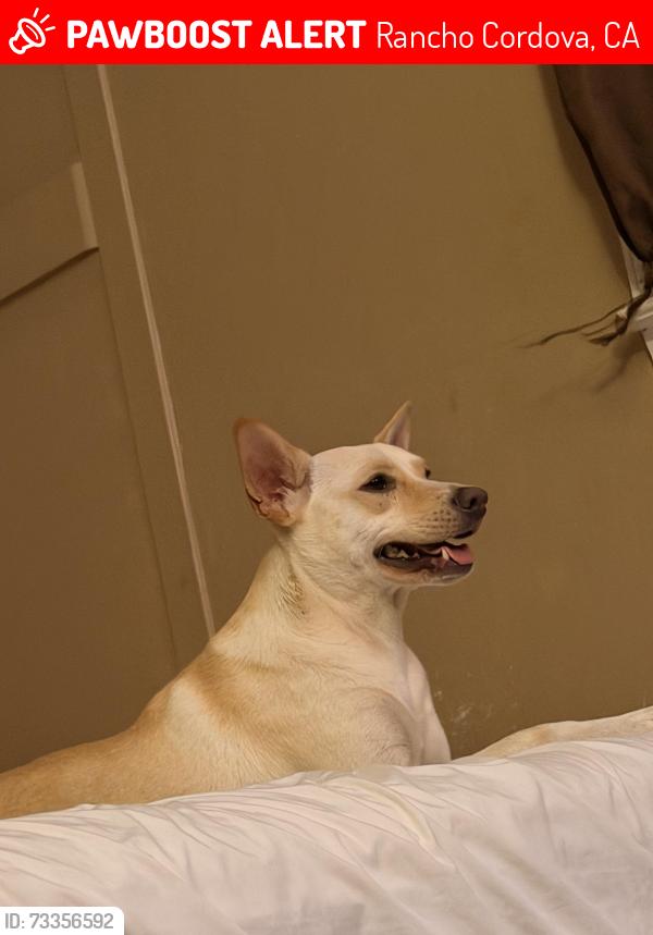 Lost Male Dog last seen Abbottford way and chettenham dr, Rancho Cordova, CA 95670