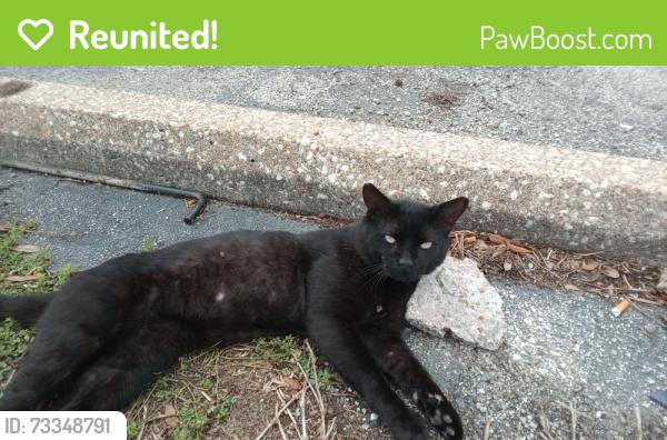 Reunited Male Cat last seen Dacoma, Houston, TX 77092