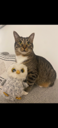 Reunited Female Cat last seen Near brunette avenue, Coquitlam BC, Coquitlam, BC V3K 6J9