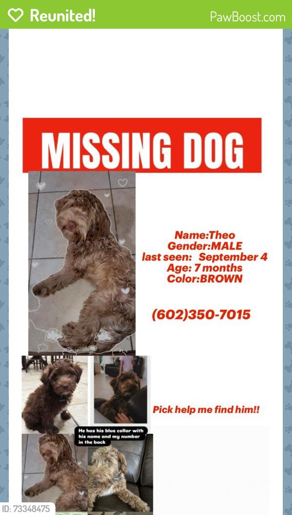 Reunited Male Dog last seen 34th ave and Roosevelt st, Phoenix, AZ 85009