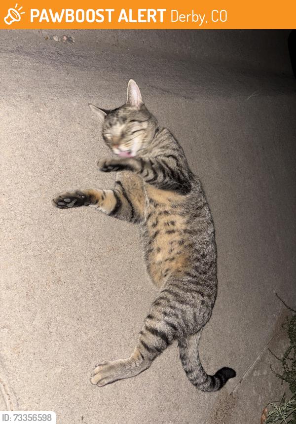 Found/Stray Female Cat last seen E 80th ave, Derby, CO 80024