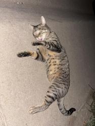 Found/Stray Female Cat last seen E 80th ave, Derby, CO 80024