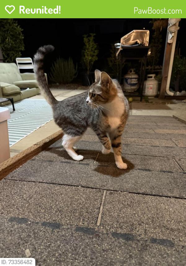 Reunited Unknown Cat last seen Harold and 120th, Portland, OR 97266