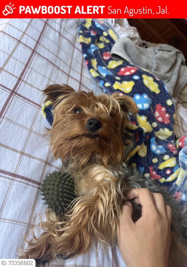 Lost Male Dog last seen Cortijo San Agustín, San Agustín, Jal. 45645