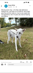 Reunited Male Dog last seen Ellendale Elementary, Bartlett, TN 38135