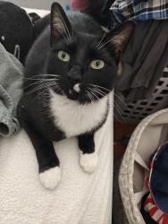 Reunited Female Cat last seen Near white oak pl, Escondido, CA 92027
