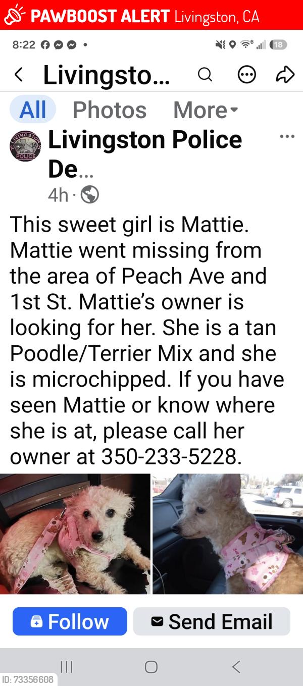 Lost Female Dog last seen Peach and 2nd st, Livingston, CA 95334