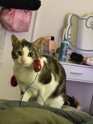 Lost Male Cat last seen McKay and Ringwood, San Jose, CA 95131