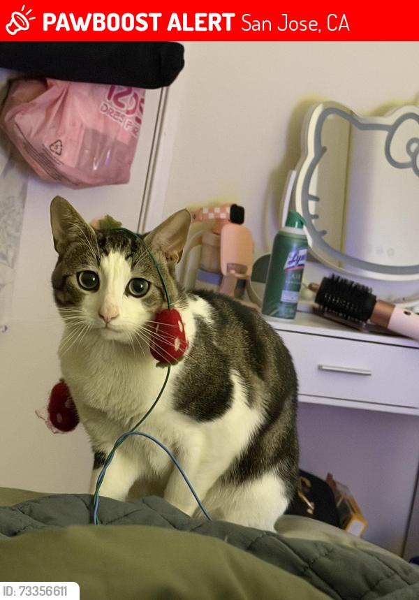 Lost Male Cat last seen McKay and Ringwood, San Jose, CA 95131