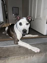 Lost Male Dog last seen 41st and steel, Denver, CO 80205
