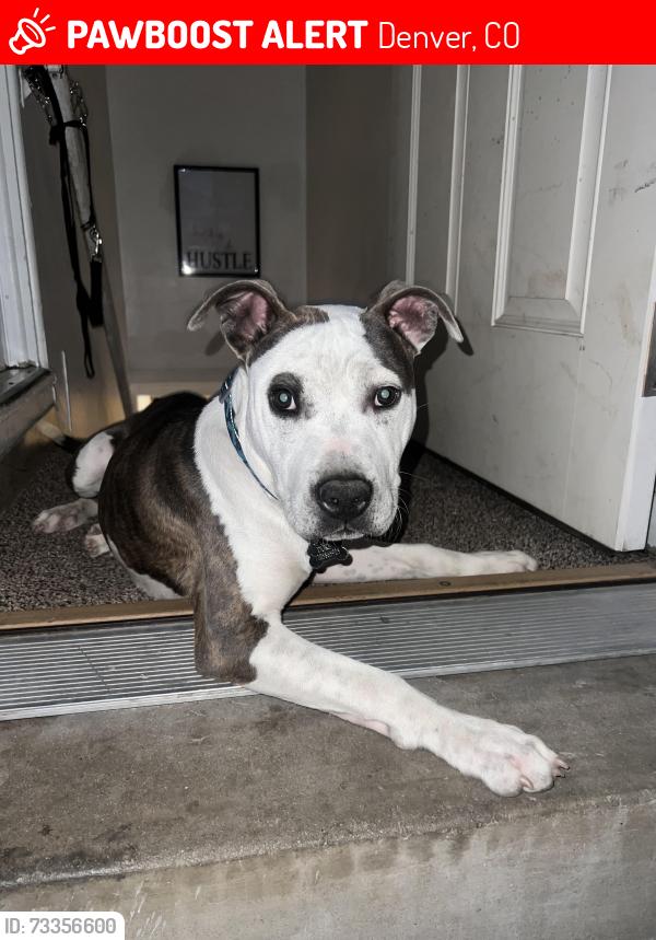 Lost Male Dog last seen 41st and steel, Denver, CO 80205