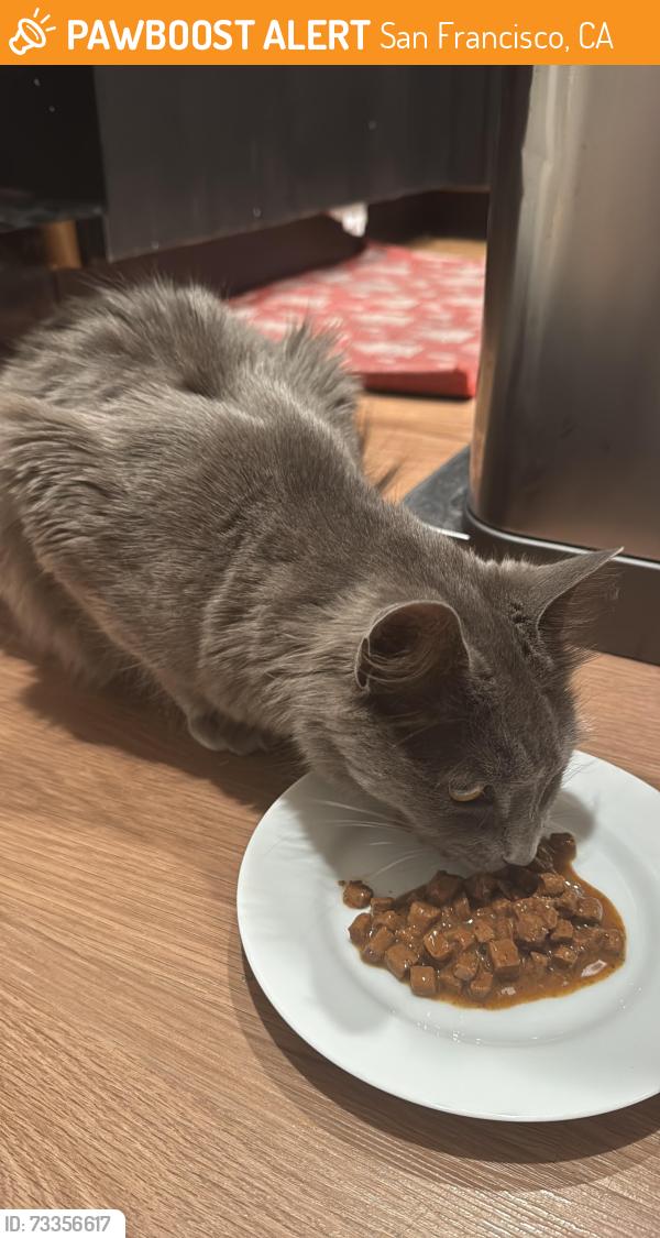 Found/Stray Unknown Cat last seen Haight and Buchanan, San Francisco, CA 94117