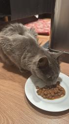 Found/Stray Unknown Cat last seen Haight and Buchanan, San Francisco, CA 94117