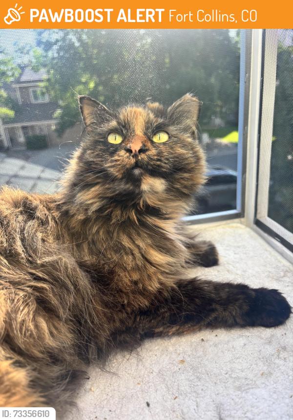 Found/Stray Female Cat last seen by the supertarget on harmony and timberline area, Fort Collins, CO 80528