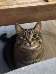 Lost Female Cat last seen group campground entrance close to Concession road 7/campground 901, Adjala-Tosorontio, ON L9R 1W1