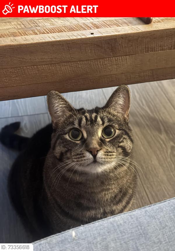 Lost Female Cat last seen group campground entrance close to Concession road 7/campground 901, Adjala-Tosorontio, ON L9R 1W1