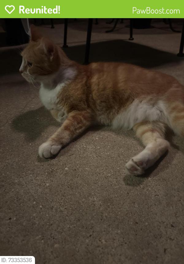 Reunited Male Cat last seen Public Storage- West Gate & Nesbit dr. Austin Tx, Austin, TX 78748