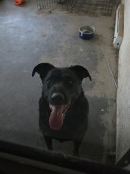 Found/Stray Female Dog last seen Pitt st. NE and Candelaria, Albuquerque, NM 87111