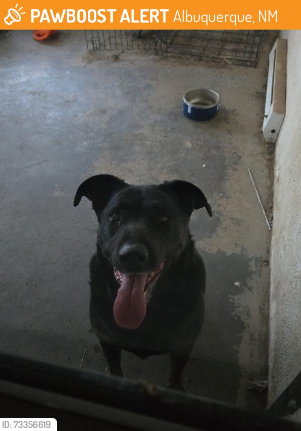Found/Stray Female Dog last seen Pitt st. NE and Candelaria, Albuquerque, NM 87111