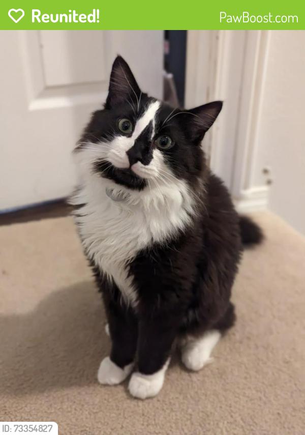 Reunited Male Cat last seen Jaden and Pittsburgh, St. Helens, OR 97051