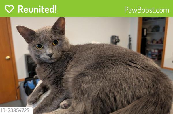 Reunited Female Cat last seen Jaden and Pittsburgh, St. Helens, OR 97051